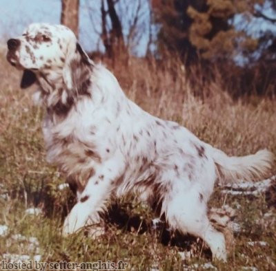 Setter Anglais ROVAL LERRY Setter Anglais ROVAL LERRY